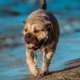 Ca-de-bou: description of the dog breed, character and content