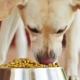 How and what to feed a yard dog at home?