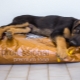 How and what to feed the shepherd dogs?