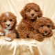 How and what to feed a toy poodle?