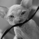 How to stop a cat from chewing on wires?