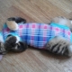 How to put on a blanket on a cat and tie it correctly?