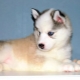 What to call a husky girl?
