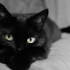 What to call a cat and a black cat?