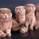 What to name a cat and a Scottish Fold cat?