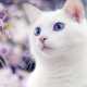What to call a cat and a white cat?