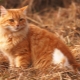 What to call a cat and a red cat?