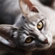 What to name a cat or cat?