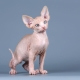 How to name a Sphynx cat?