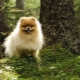 How to name a spitz-boy?