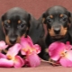 What should I call a dachshund?