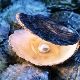 How to distinguish real pearls from artificial ones?