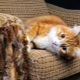 How to stop a cat from tearing furniture and wallpaper?