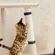 How to wean a cat from tearing wallpaper?