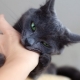 How to wean a cat from biting?