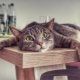How to wean a cat from climbing tables?