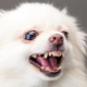 How to wean a spitz from barking at home?