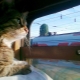 How to transport cats on the train?