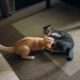 How to make friends between cats in an apartment?