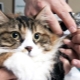 How to trim the claws of a cat and a cat?