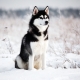 What is the right way to feed your husky?