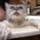 How to bathe a cat correctly?