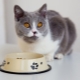 How to properly transfer a cat to another food?