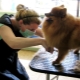 How to cut a Pomeranian?