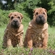 How to raise a Shar Pei properly?