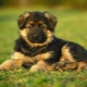 How to choose the right German Shepherd puppy?