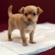 How to teach a Chihuahua to diaper and tray?