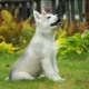 How to train your husky to use the toilet outdoors and at home?