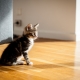 How to train a cat to a new home?