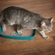 How to train a cat to use a litter box in a new place?