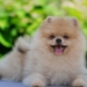 How to accustom a spitz to a diaper?