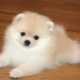 How to train a spitz to the toilet?