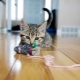 How to make a DIY cat toy?