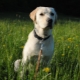 How to care for a Labrador retriever?