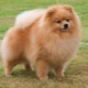 How to trim the pomeranian claws at home?