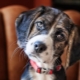 How do dogs see and can they distinguish colors?