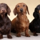 How to educate and train a dachshund?