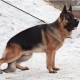 What do Chinese Shepherd dogs look like and how to keep them?