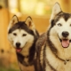 What breeds of dogs are similar to husky?