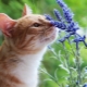 What smells do cats dislike?