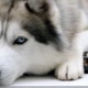 What name to choose for a husky?