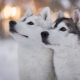 What nickname should you give your husky boys?