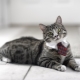 What kind of cat is better to have in the apartment?