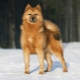 Karelo-Finnish Laika: breed description and cultivation