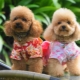 Miniature poodle: color variations, breed characteristics and content