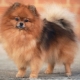 Miniature Spitz: breed description, pros and cons, content